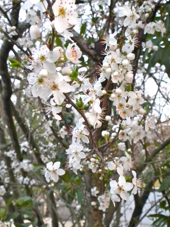 DSCF4900 - Version 2