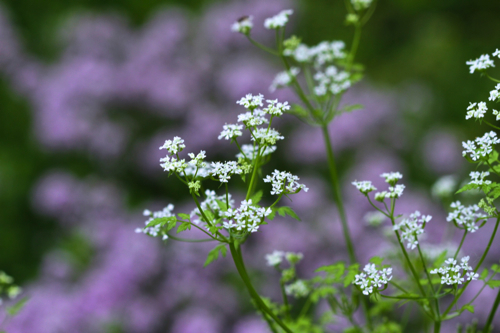 fleur de cerfeuil