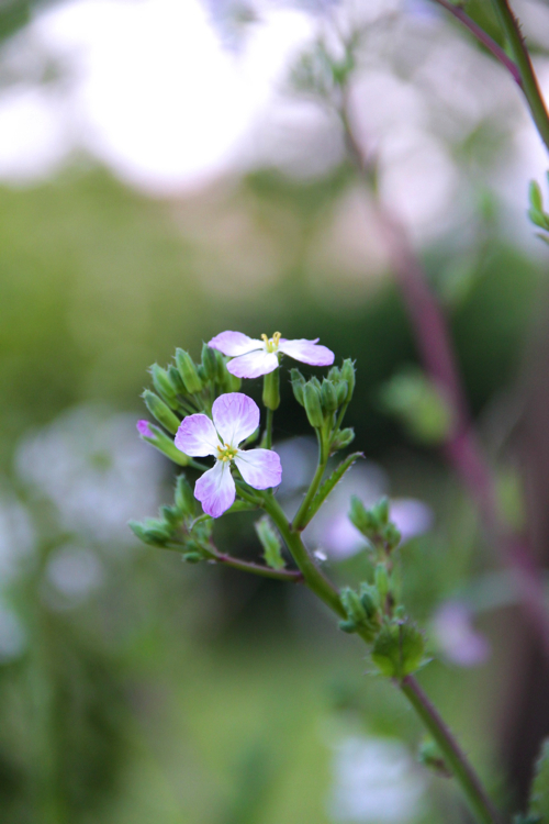 Fleurs de radis
