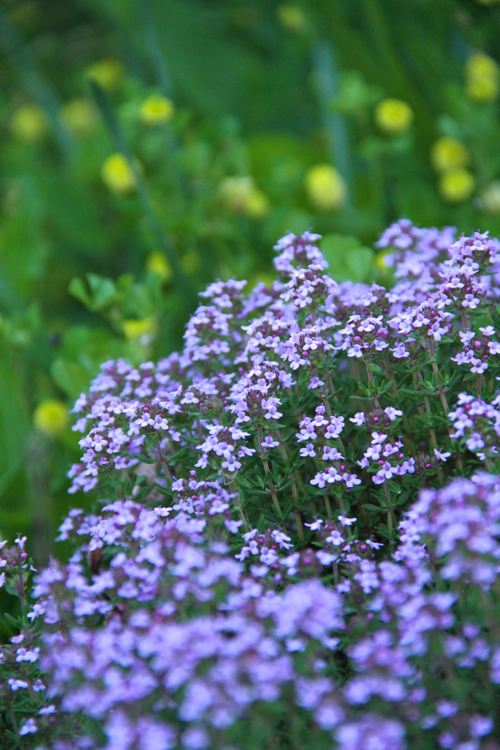 Fleurs de thym